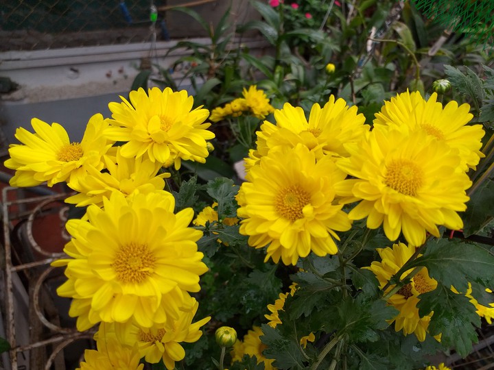 My flowers