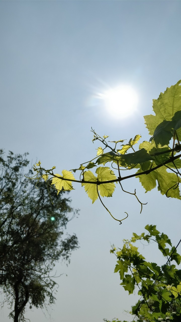 leaf