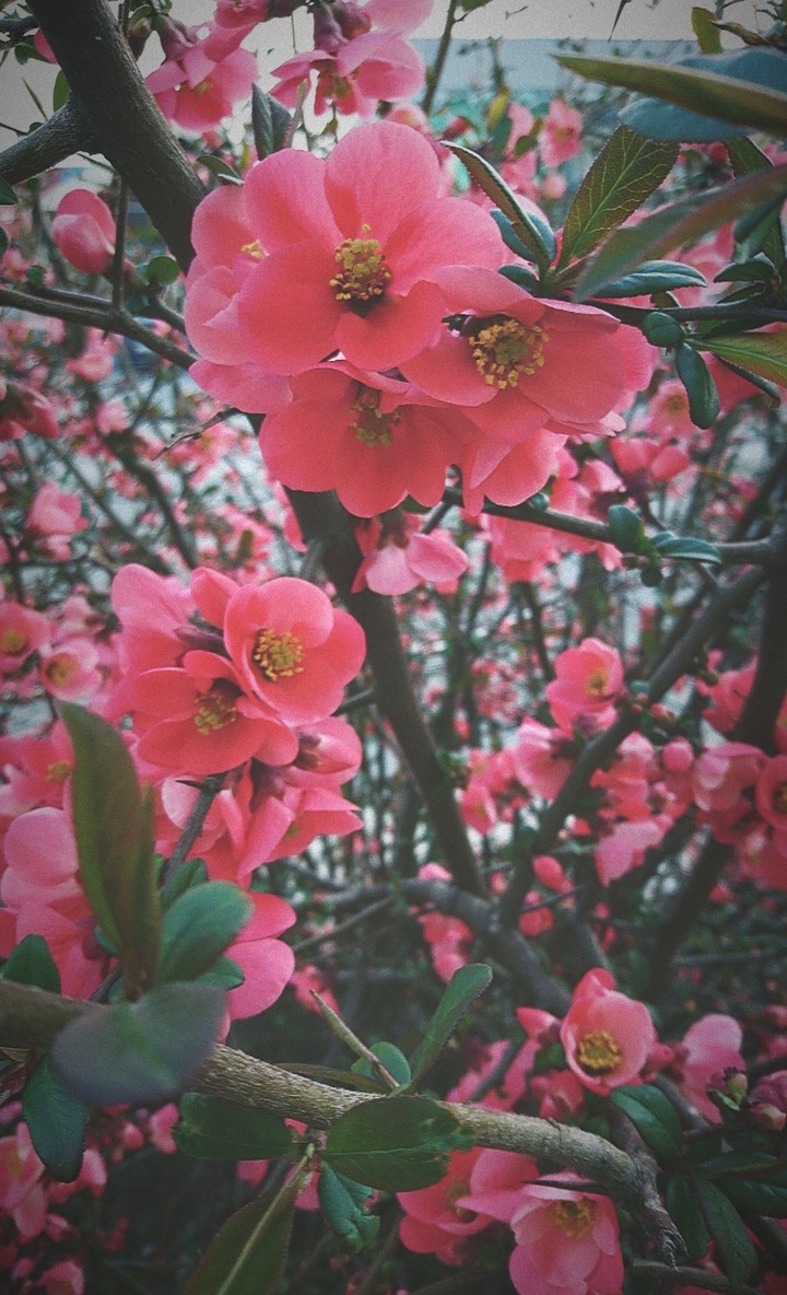 Spring colors