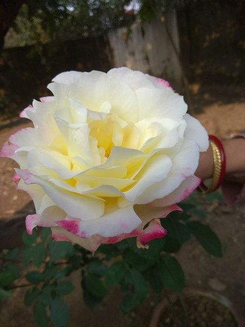 roses are the best