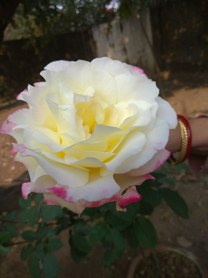 roses are the best