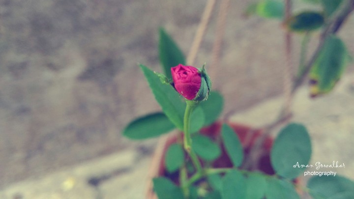 rose