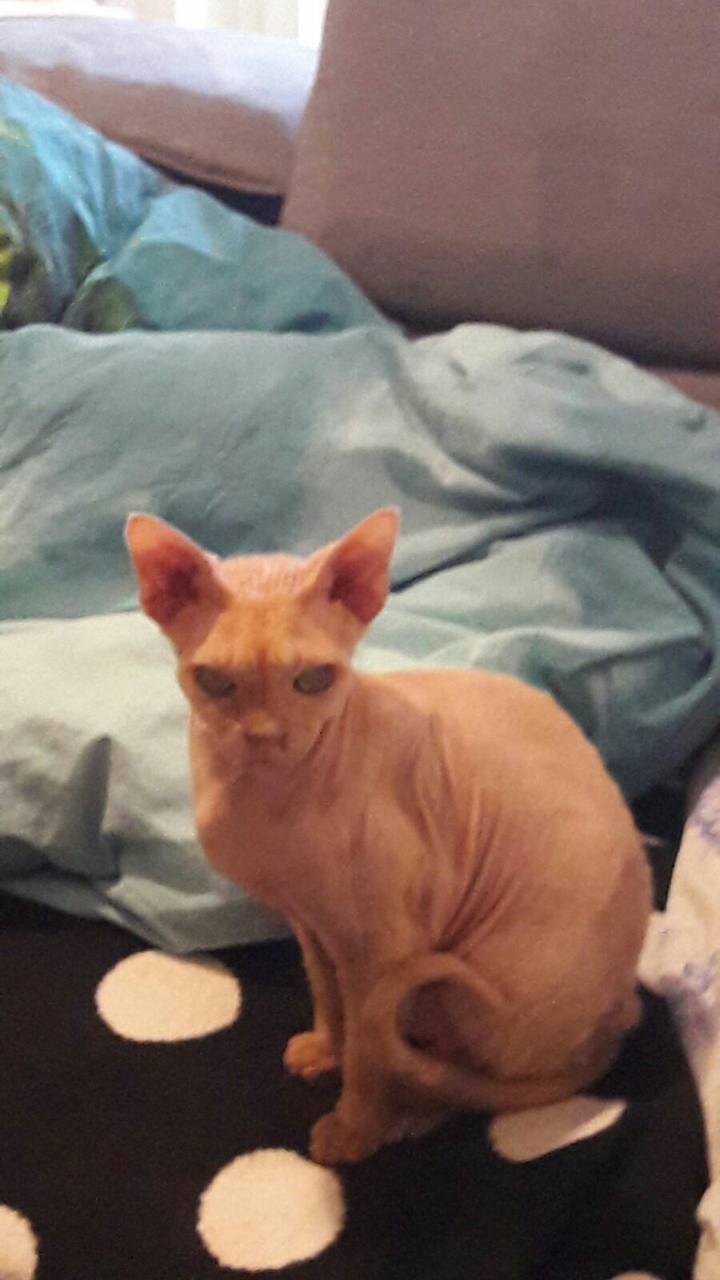 Léon, Devon Rex Red Silver Tabby