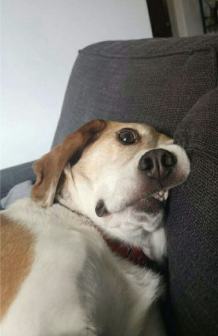 tacskó