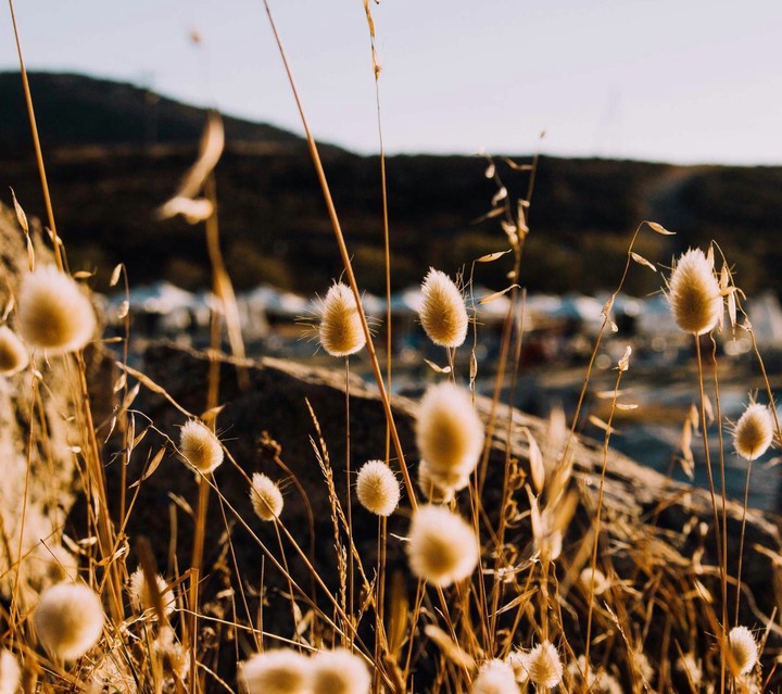 spring grass