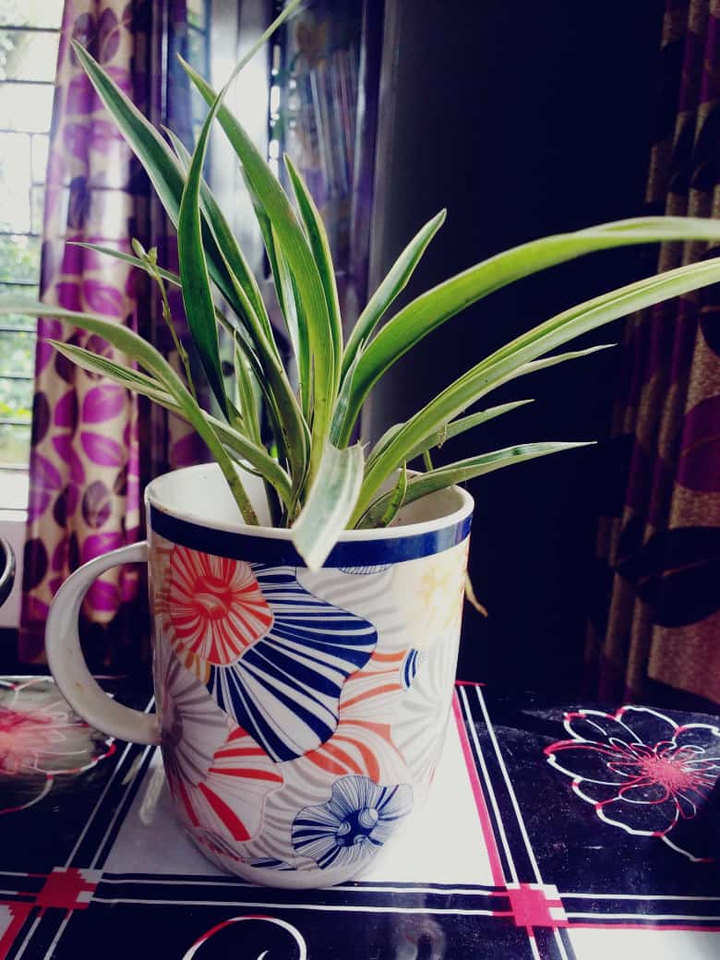 plants