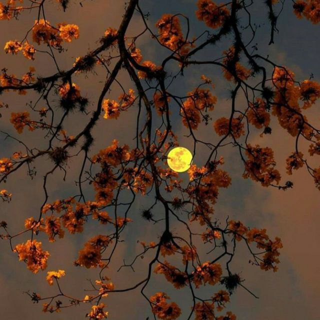 wallpapers_sah.spid
