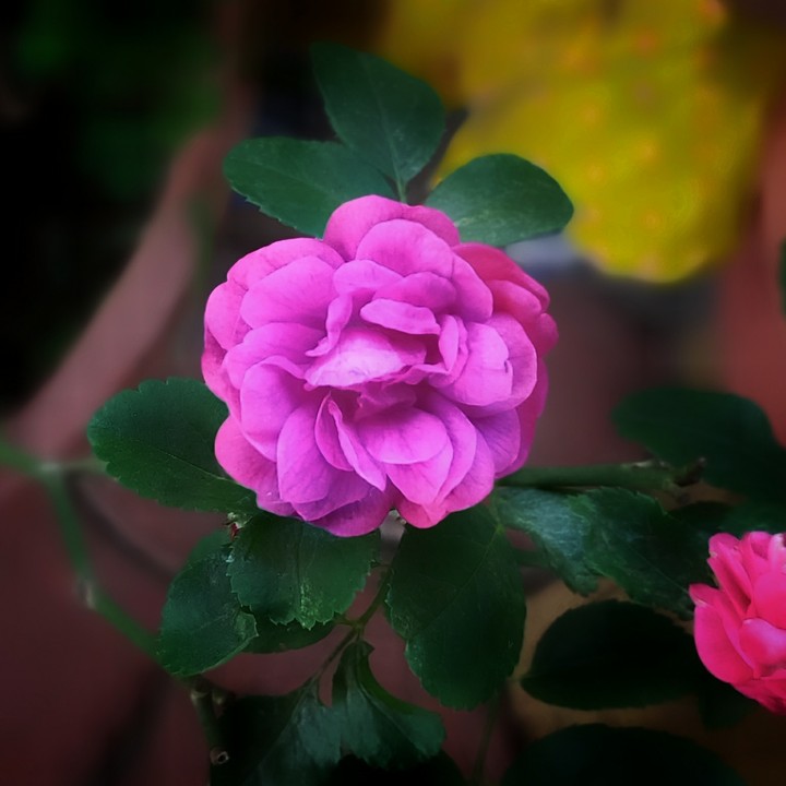 rose