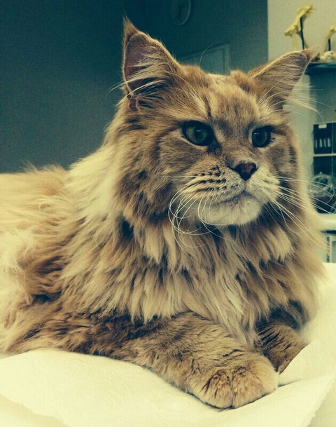katze