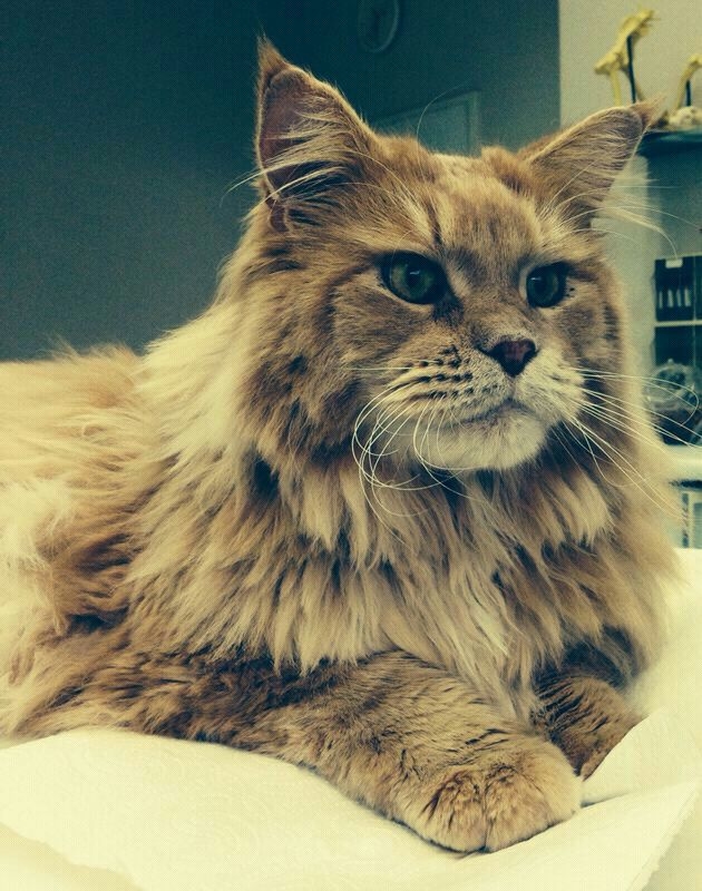 katze