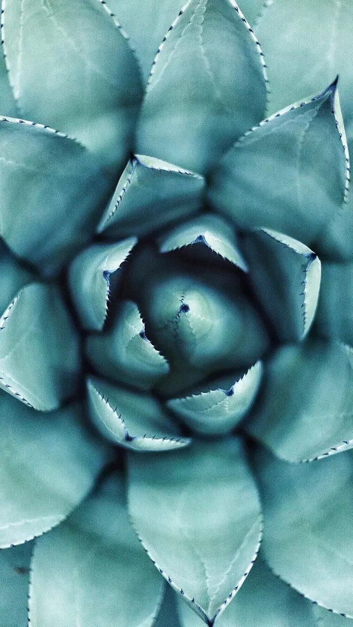 ❤️lotus ❤️
