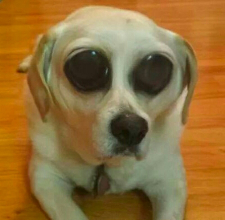 Fartdog