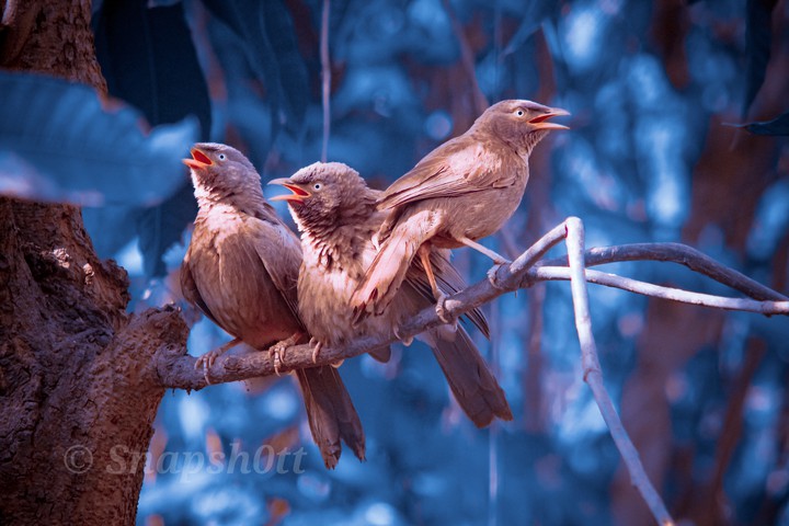 Birds