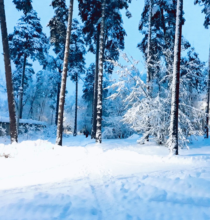 Winter morning