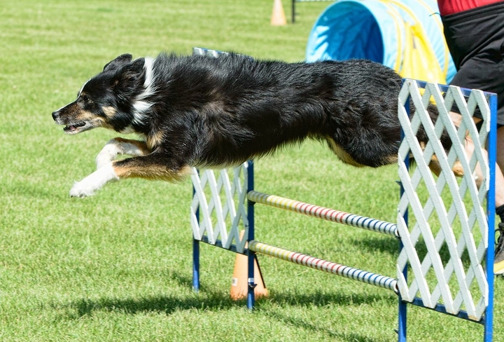 The Border Collie Because There Is No Better Dog