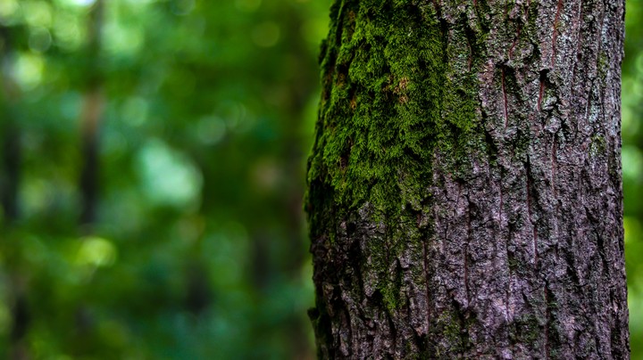 tree and moss