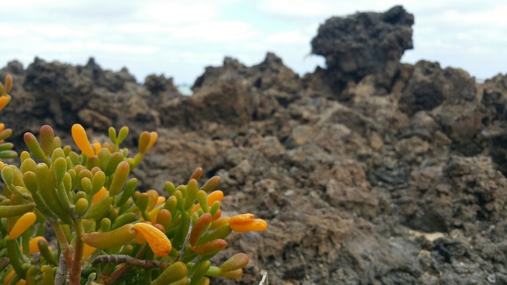 Lanzarote