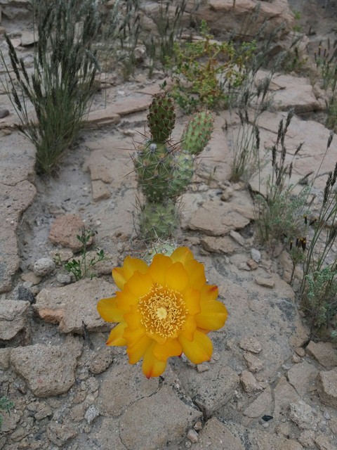 flor