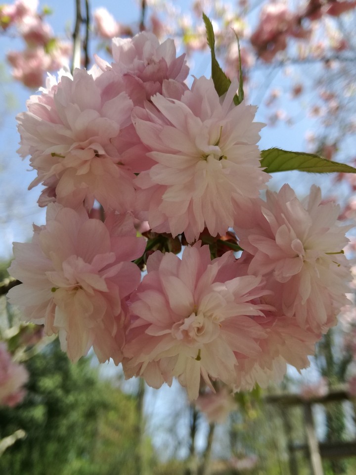 spring time with cherryflower