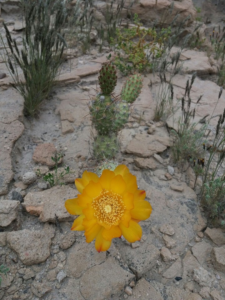 flor