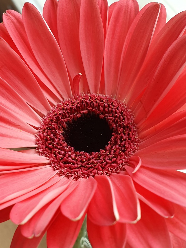 Gerbera