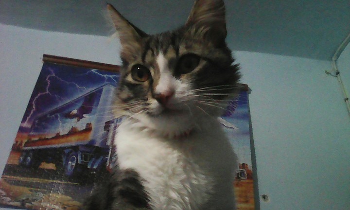 My cat: Max