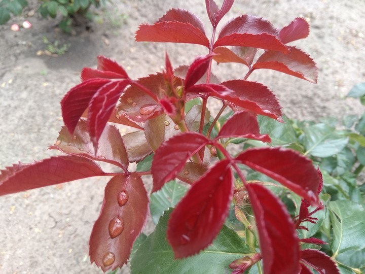 роза