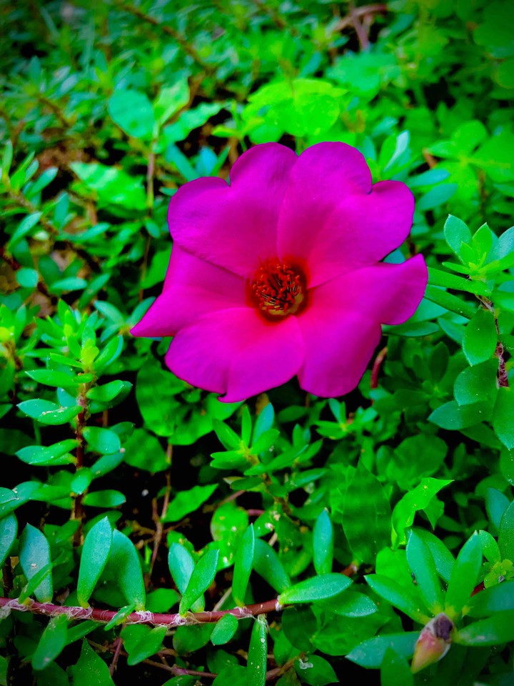 Red Flower