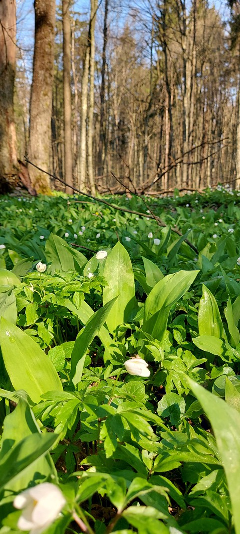 vegetation, groundcover Hintergrundbilder