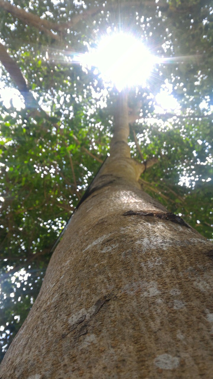 sunlight!