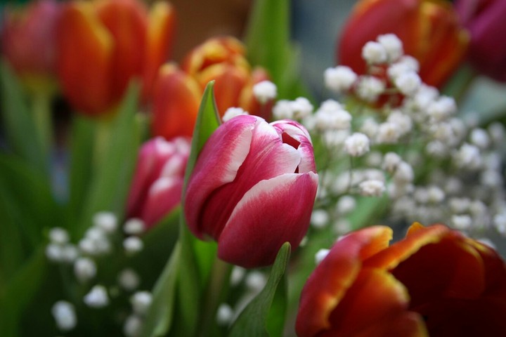 Flower