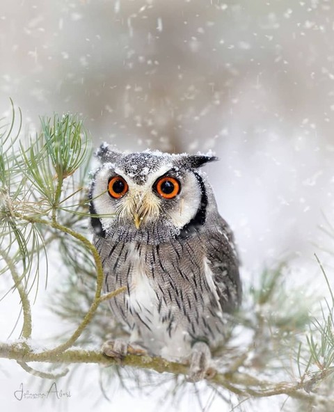 Animali