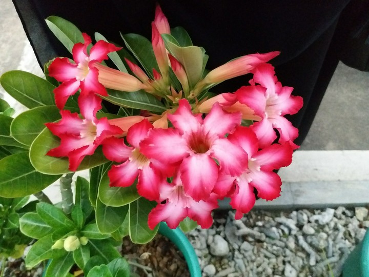 red ombre flower