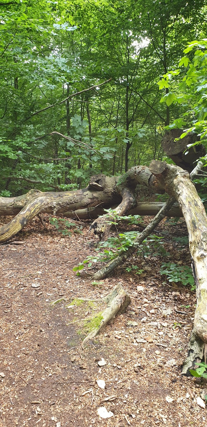 Wald