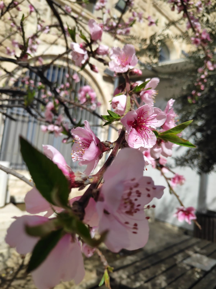 spring