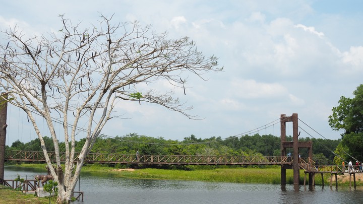 สะพานชมกวาง