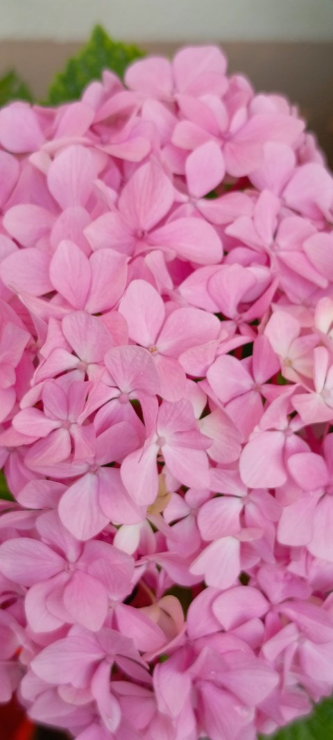 hydrangeaceae, hydrangea háttérképek
