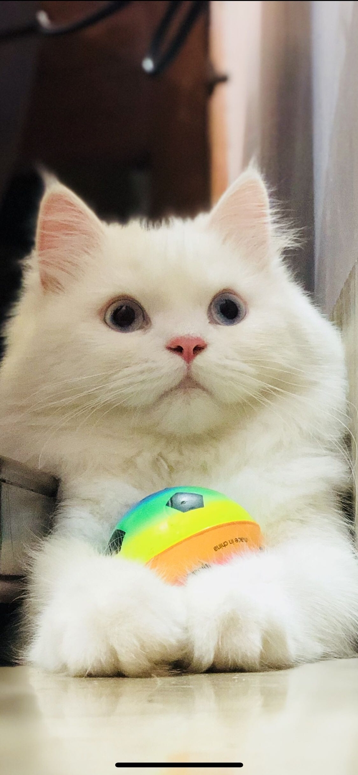 His Favorite Toy!