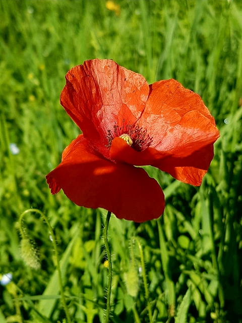 summer red