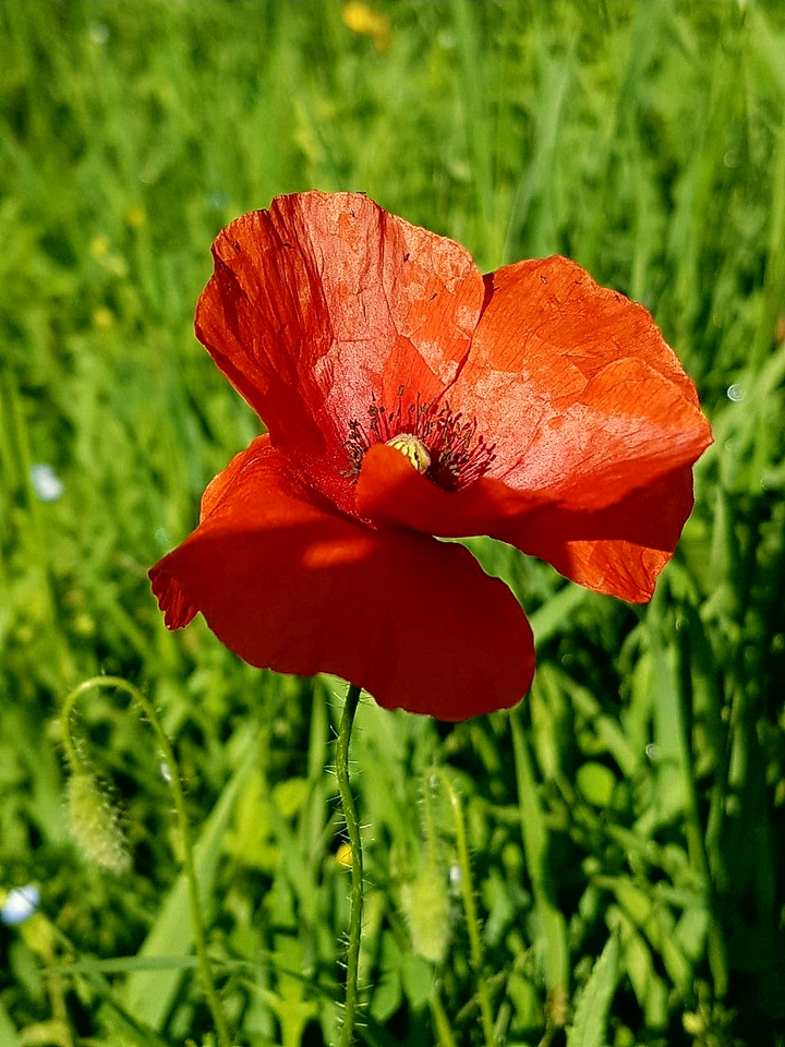 summer red