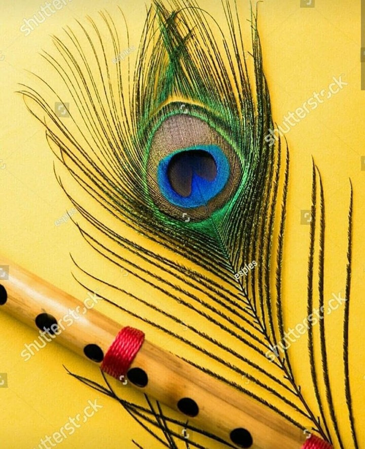 peacock feather