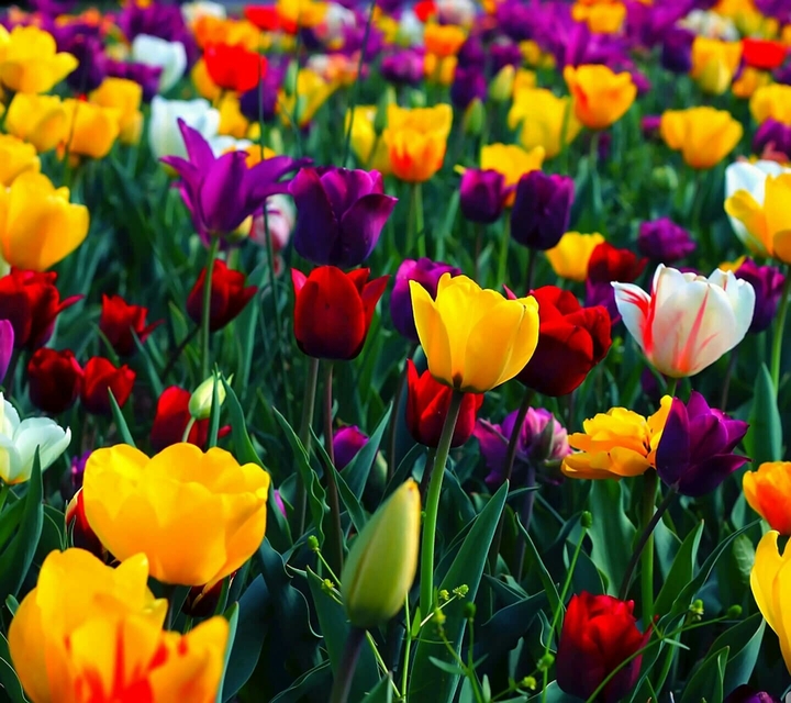 flowers
