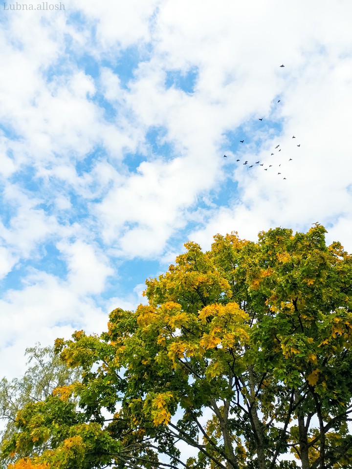 Fall