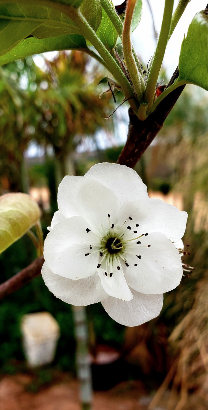 Flor de Pera