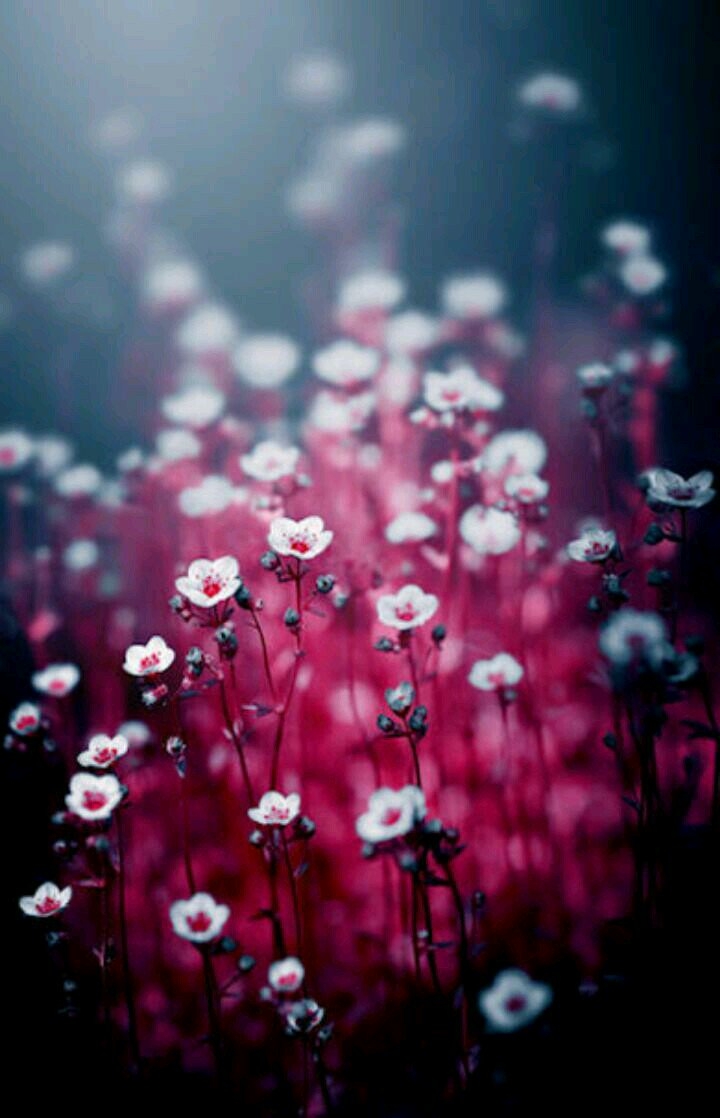 capture