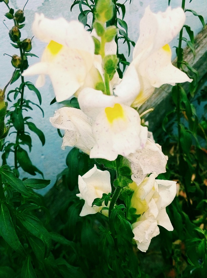 dog flower