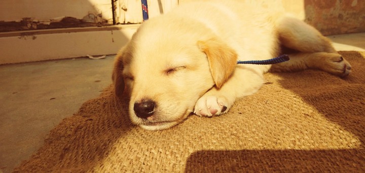 Bruno