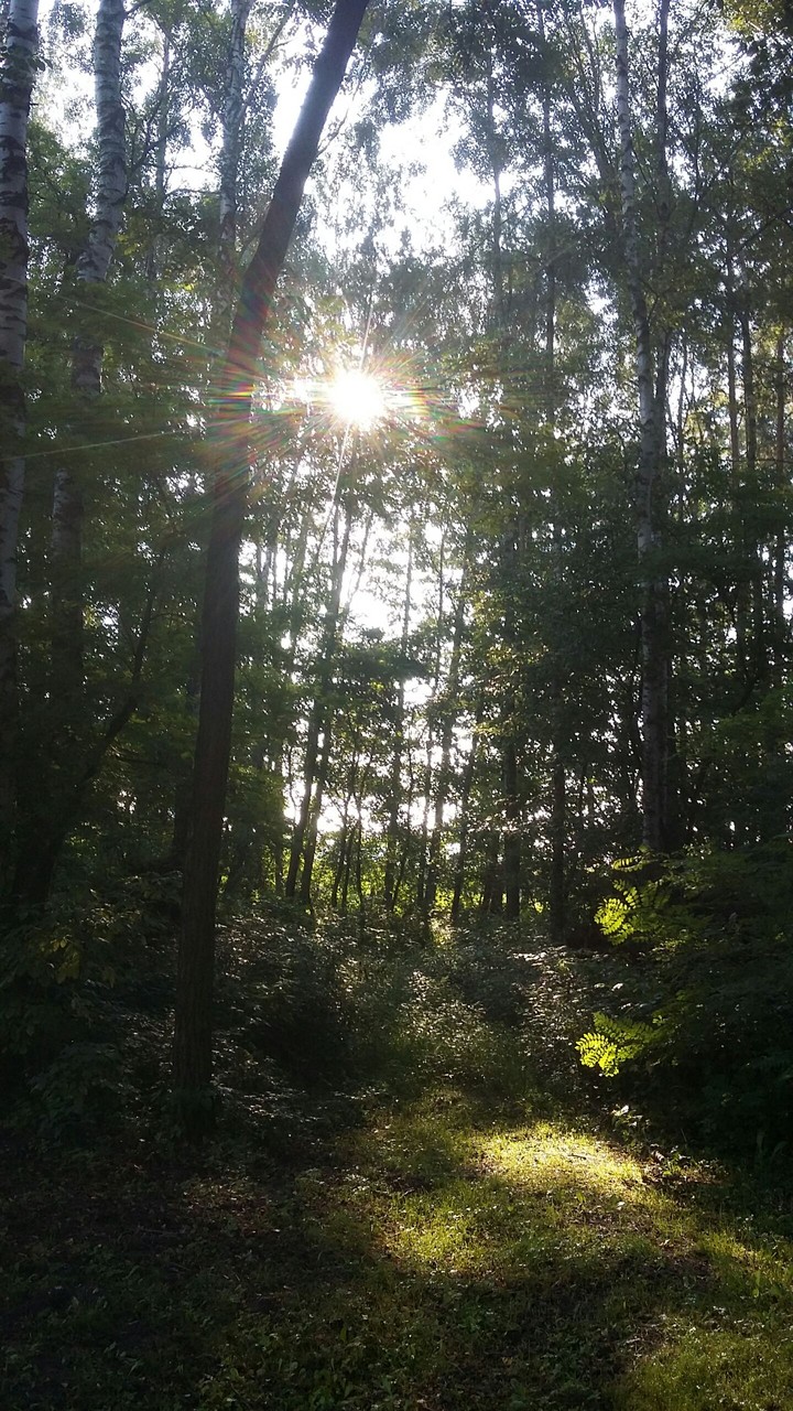 Forest