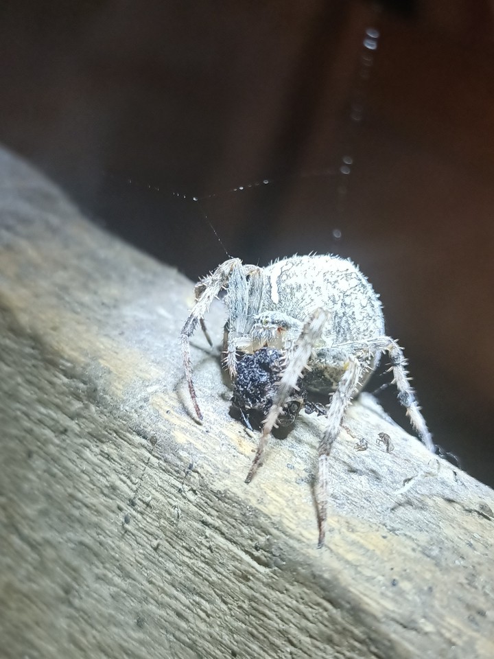 spider