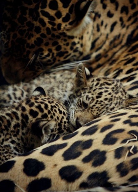 wildlife, fauna achtergronden